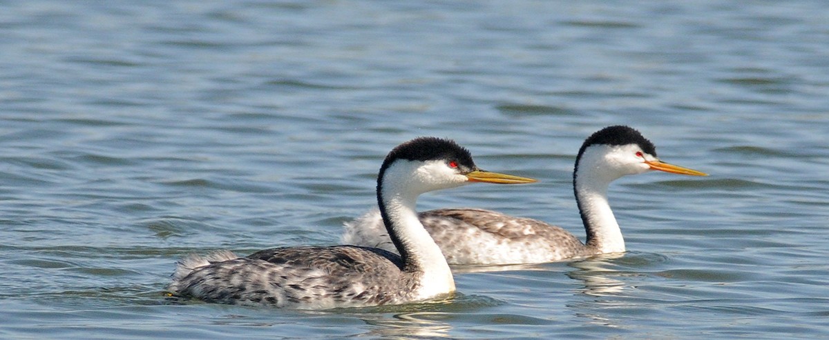 Western x Clark's Grebe (hybrid) - Steven Mlodinow