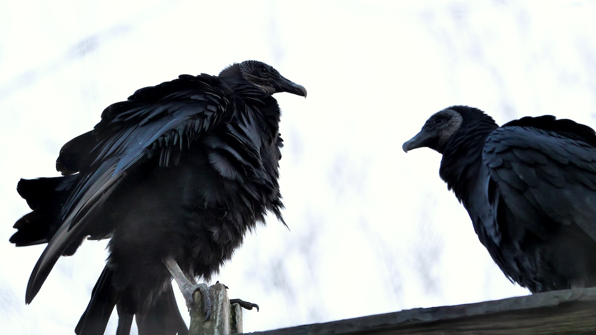 Black Vulture - ML507199281