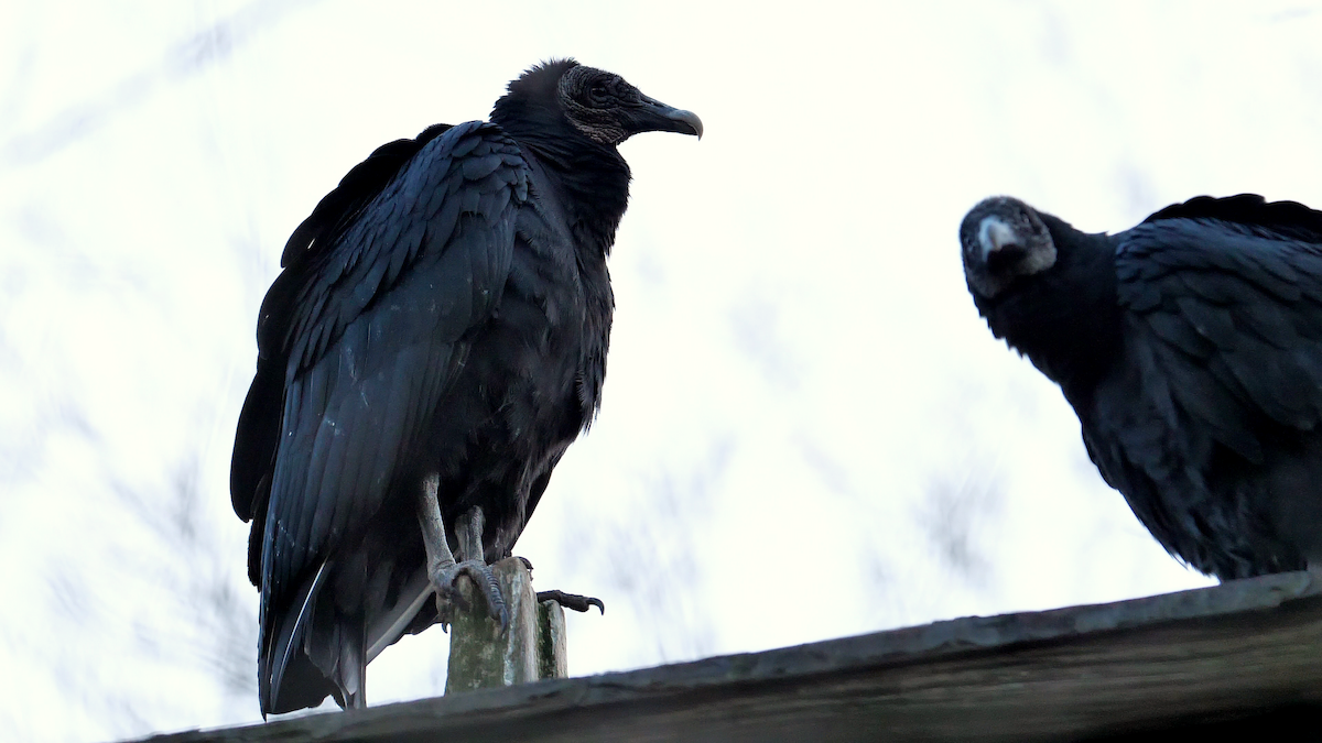 Black Vulture - ML507199291