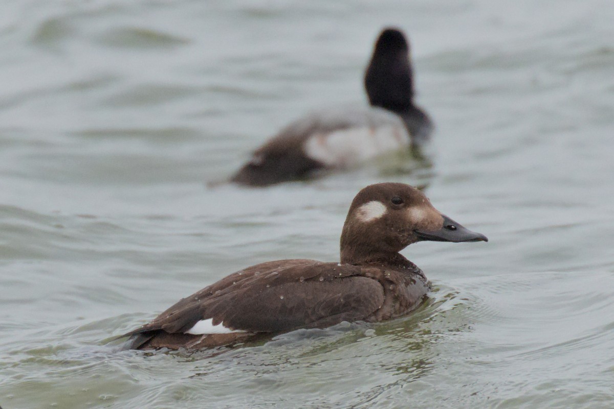 White-winged Scoter - Edward Plumer