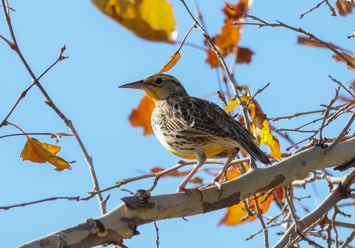 Western Meadowlark - ML507200351