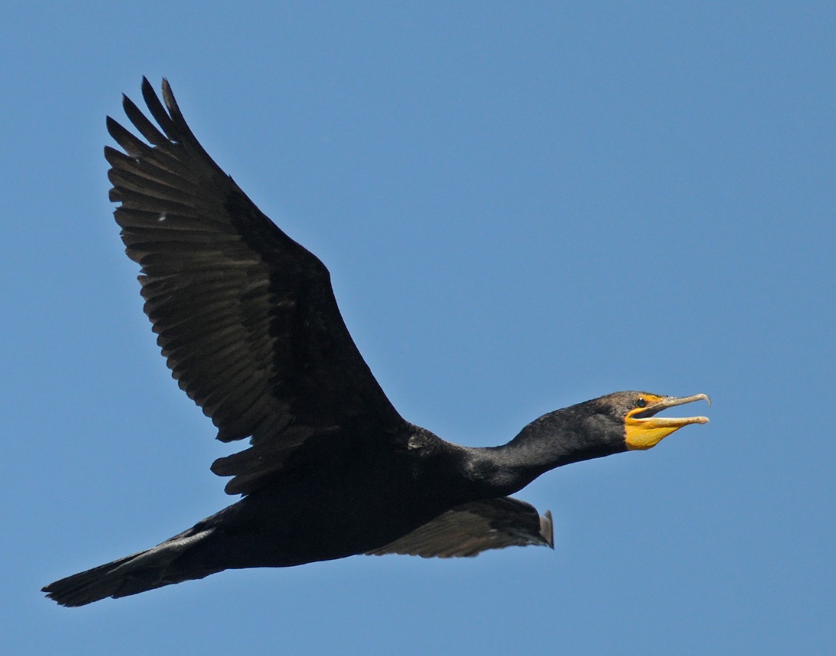 Double-crested Cormorant - ML50720131