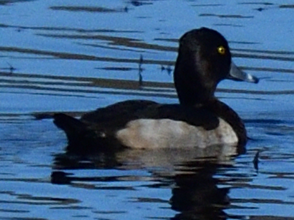 Ring-necked Duck - Paul Barnett