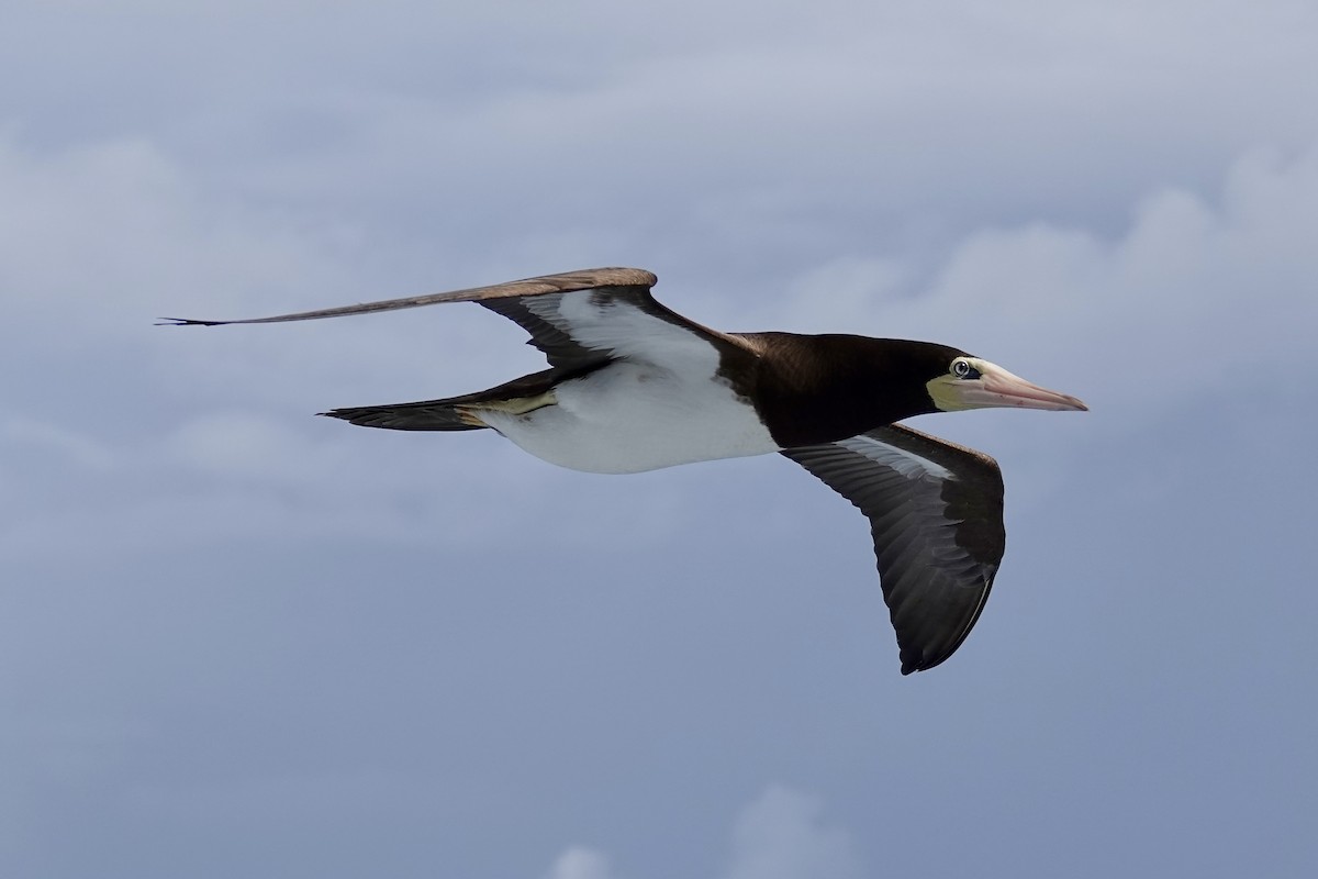 Brown Booby - ML507201951
