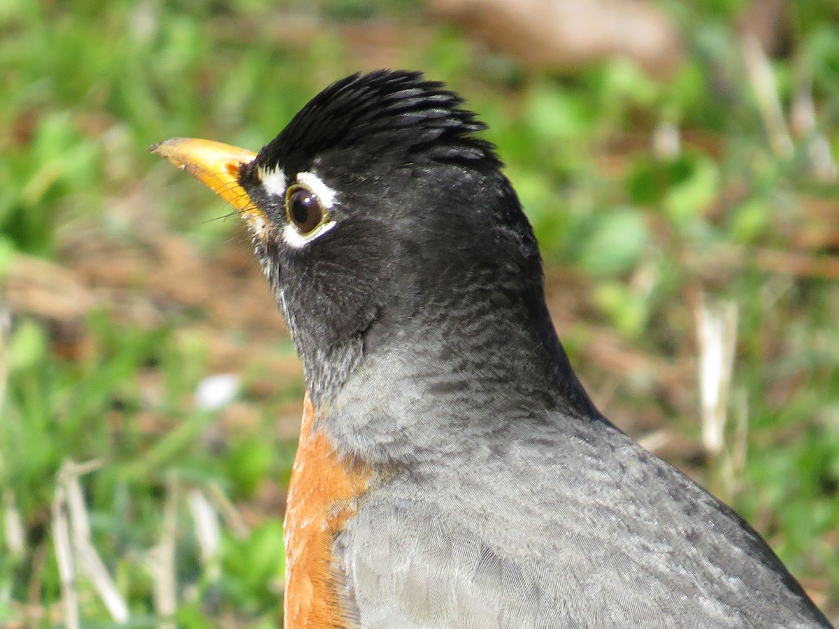 American Robin - ML50720221