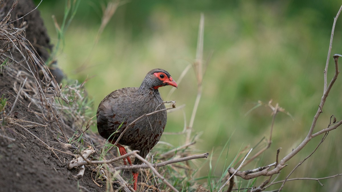 Red-necked Spurfowl (Cranch's) - ML507202331