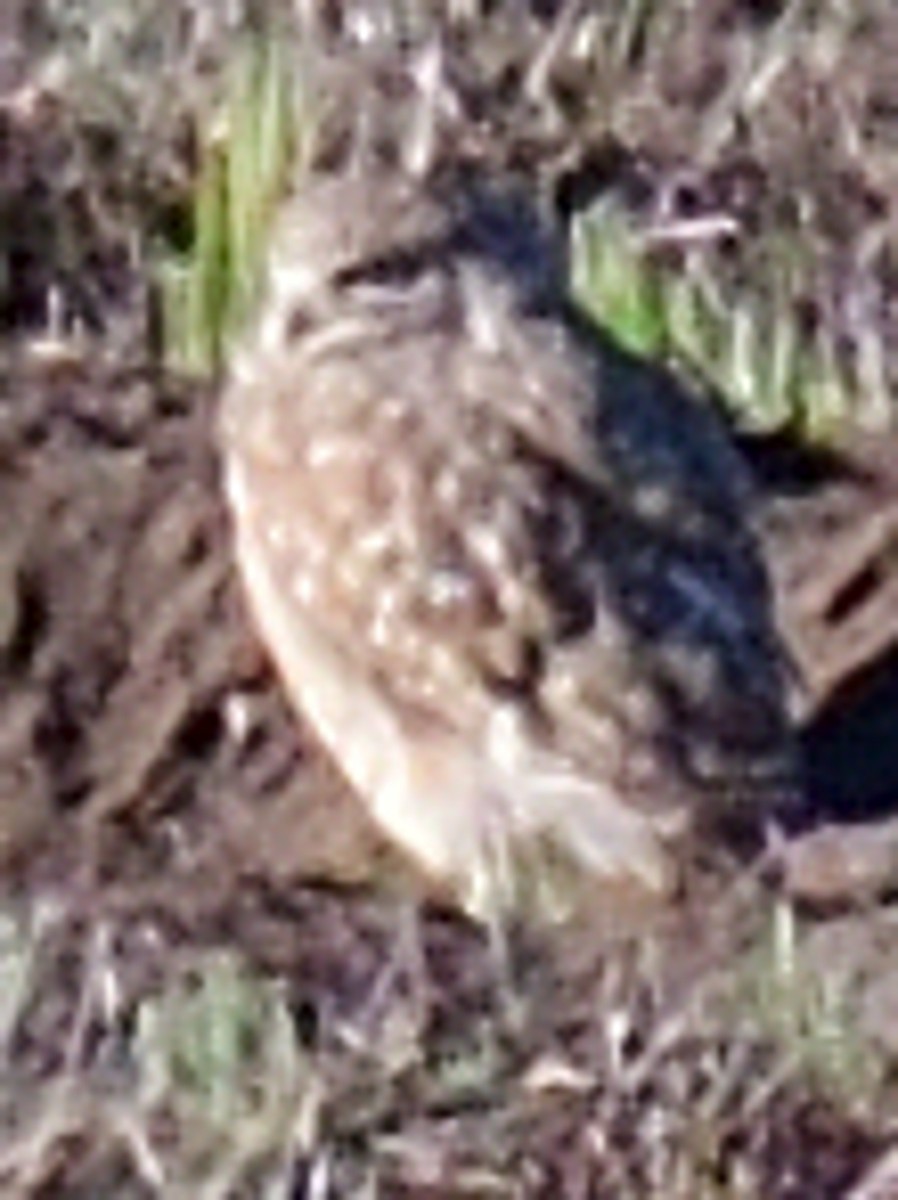 Burrowing Owl - ML507204711