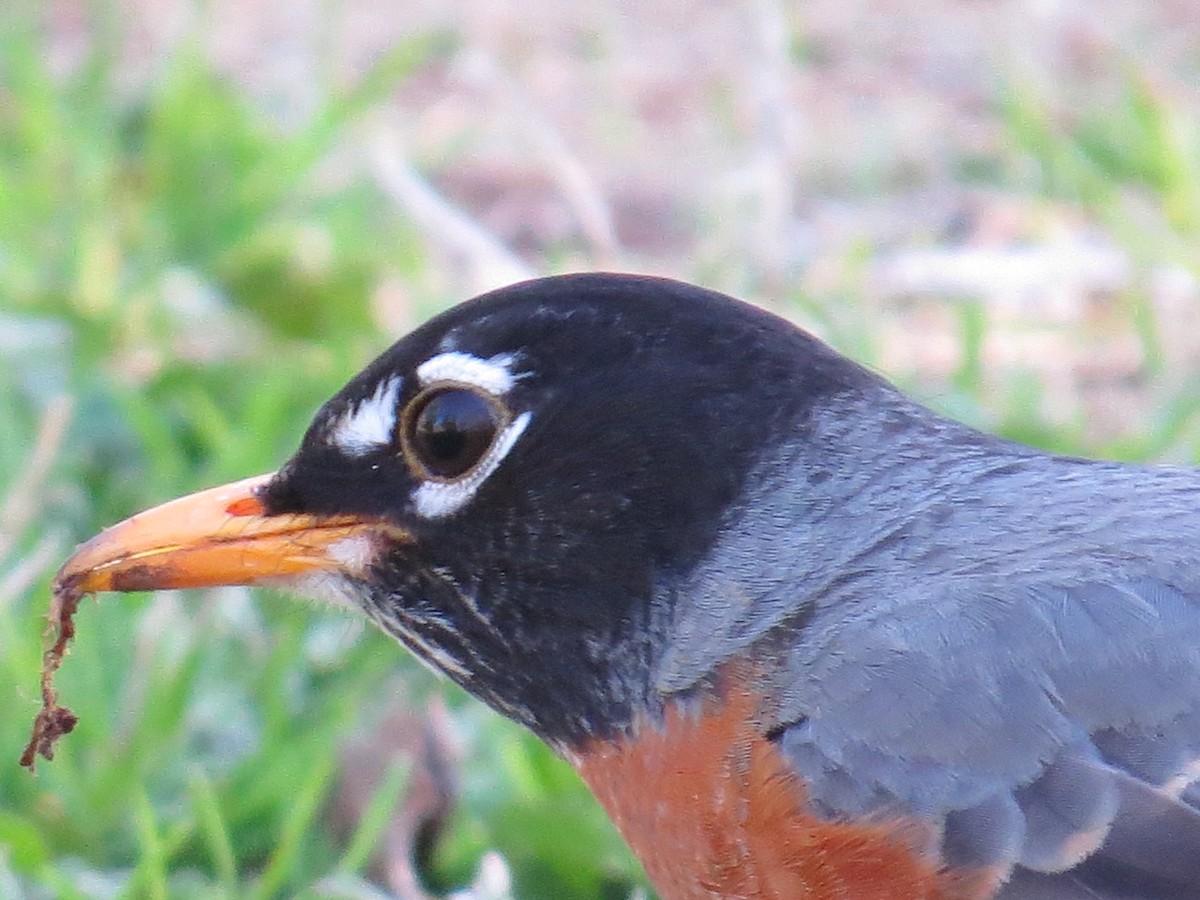 American Robin - ML50720481