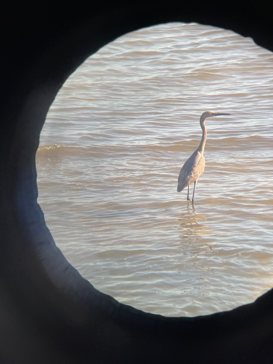 Reddish Egret - Justin Hiltner