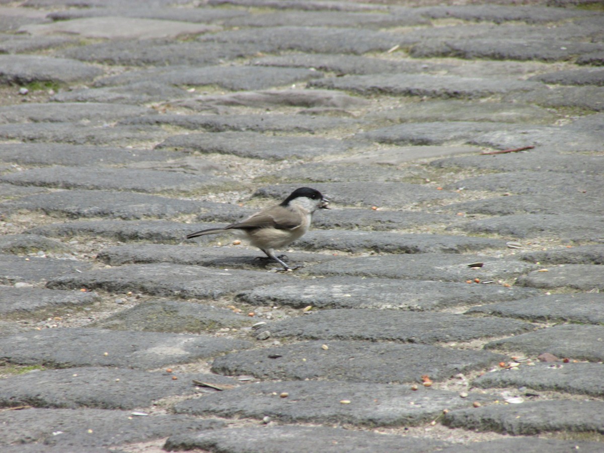 Marsh Tit - ML507207501