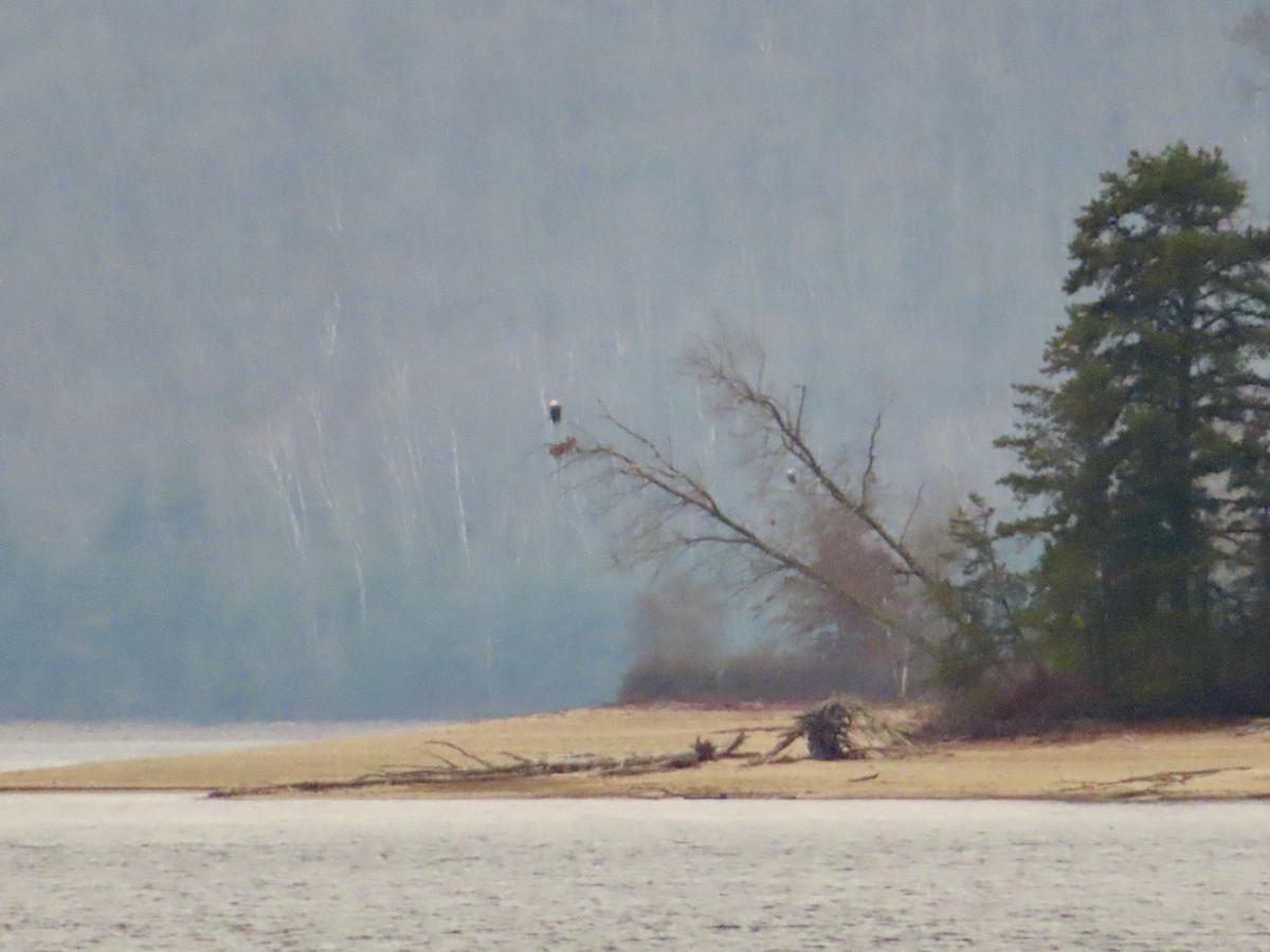 Bald Eagle - ML507207561