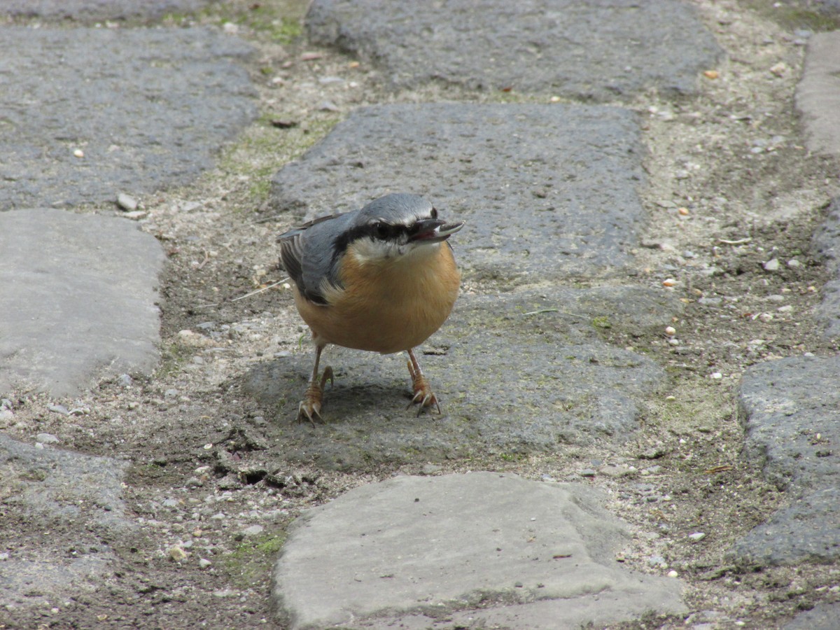 Eurasian Nuthatch - ML507207591