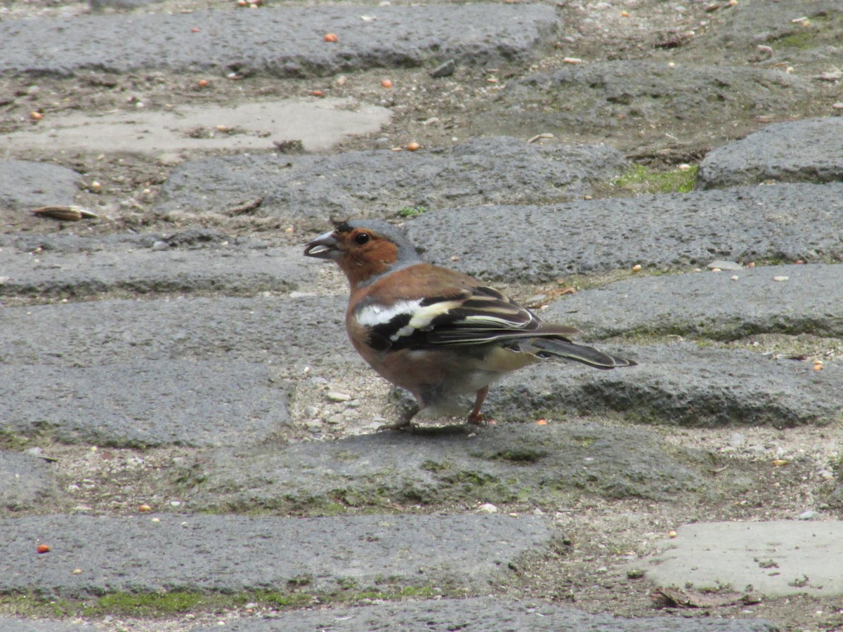 Common Chaffinch - ML507207671