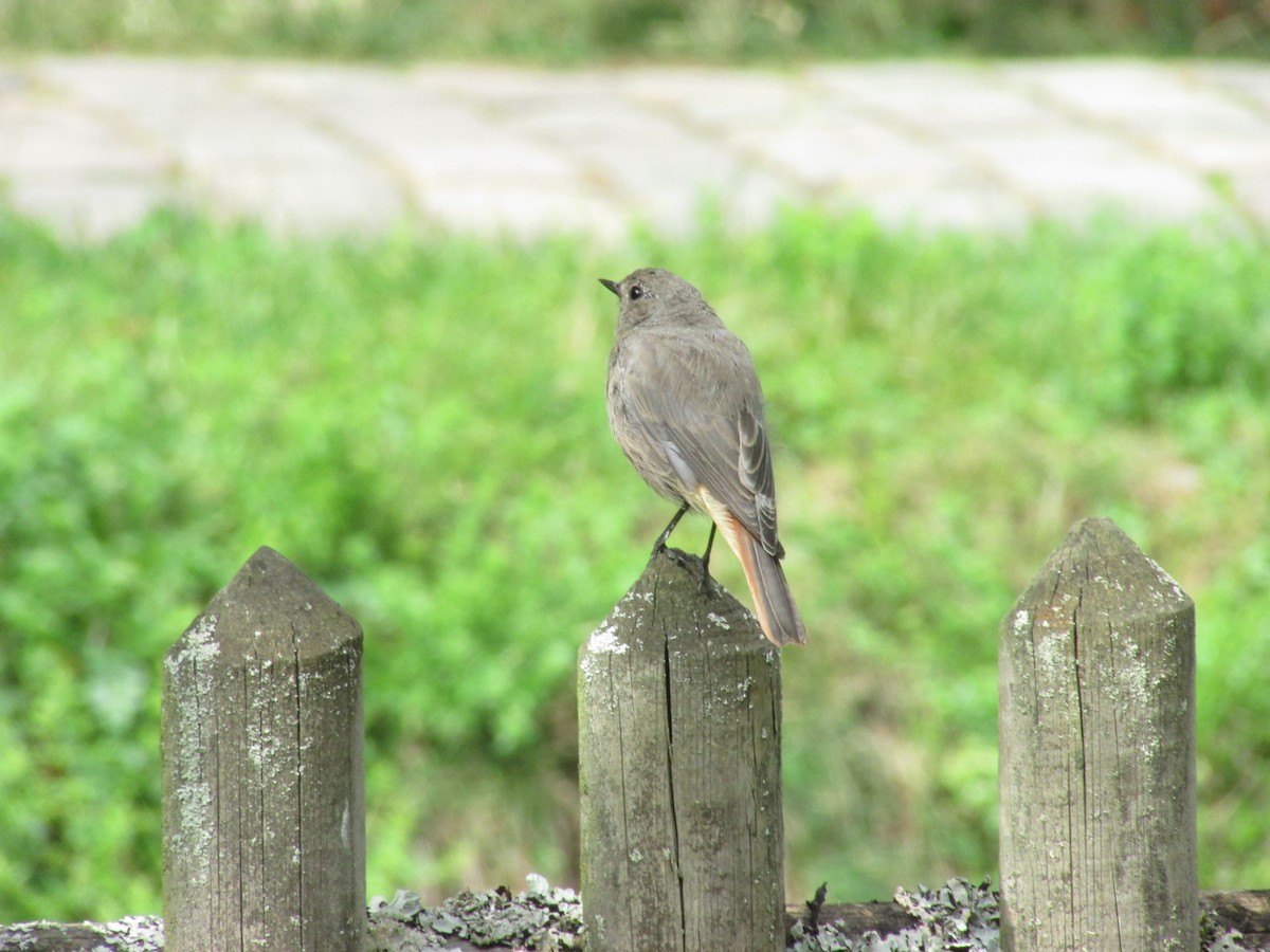 Black Redstart - ML507207711