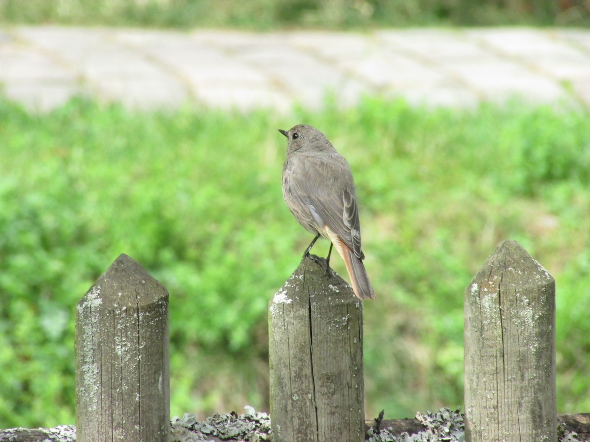 赭紅尾鴝 - ML507207711