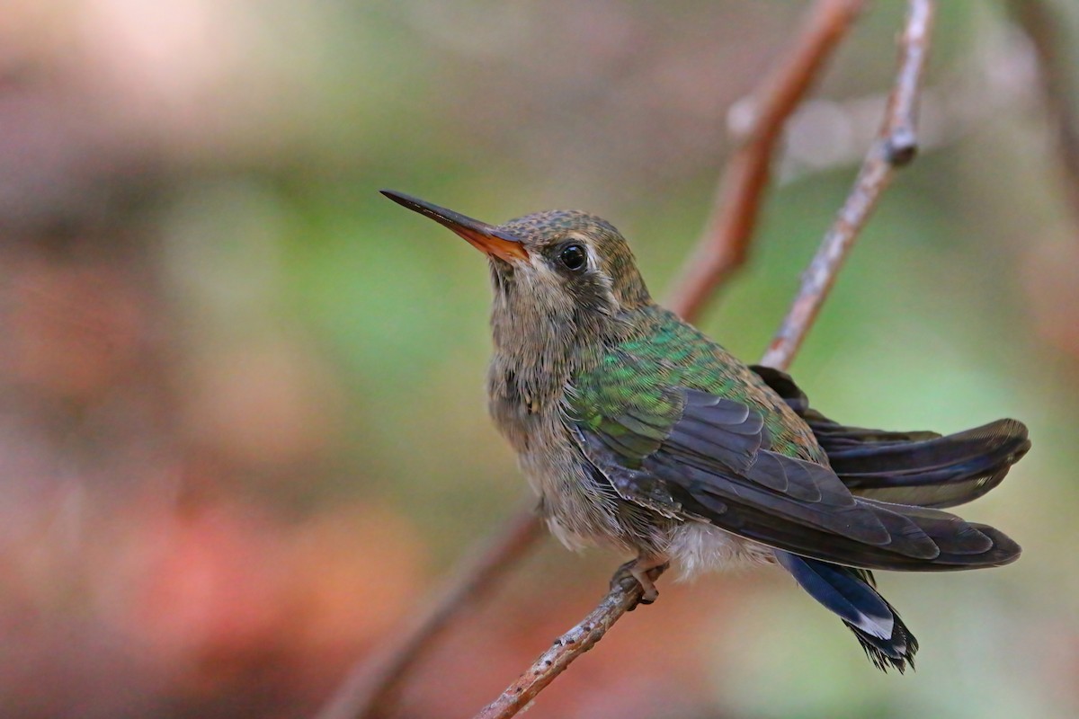 Colibrí Piquiancho Común - ML507208231