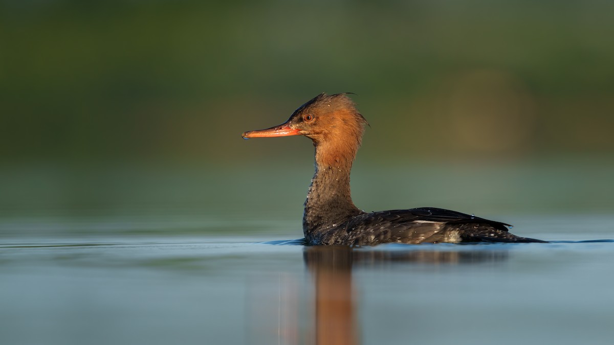 Red-breasted Merganser - ML507210601