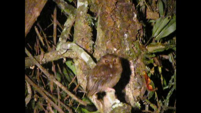 Long-whiskered Owlet - ML507211641