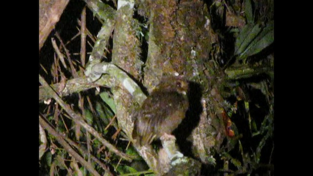 Long-whiskered Owlet - ML507211921