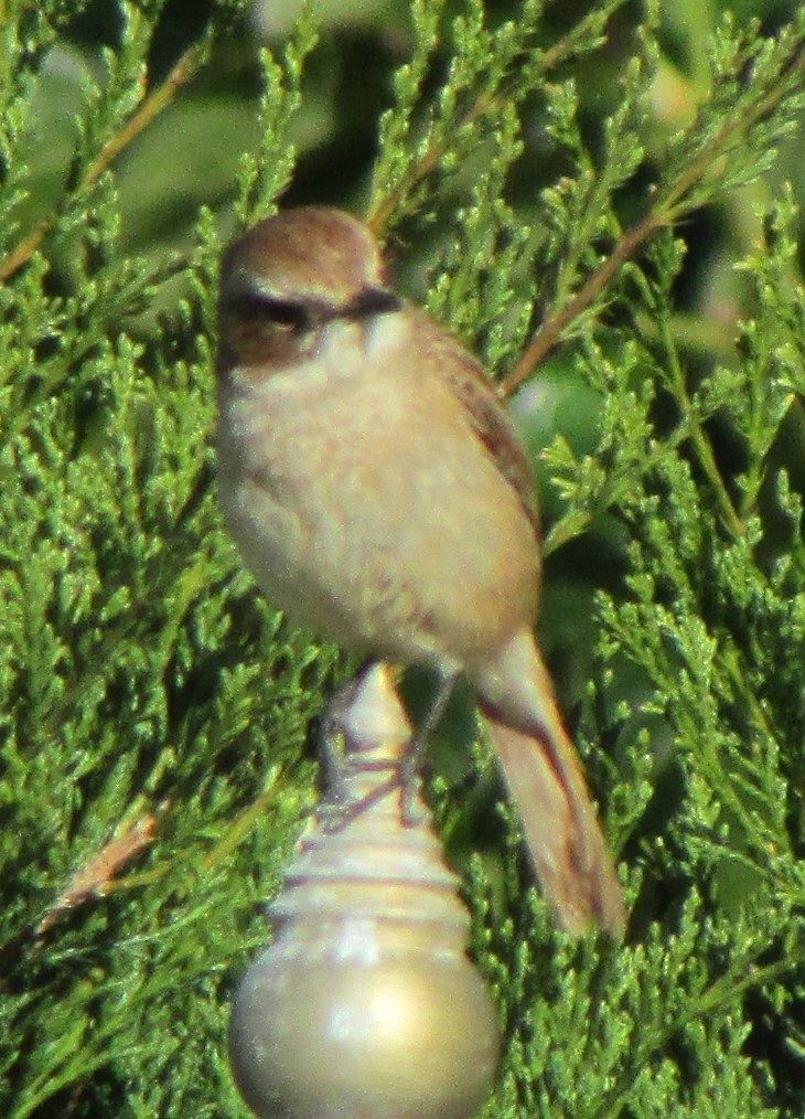 Gray Bushchat - ML507211941