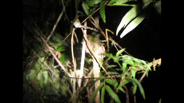 Long-whiskered Owlet - ML507212011