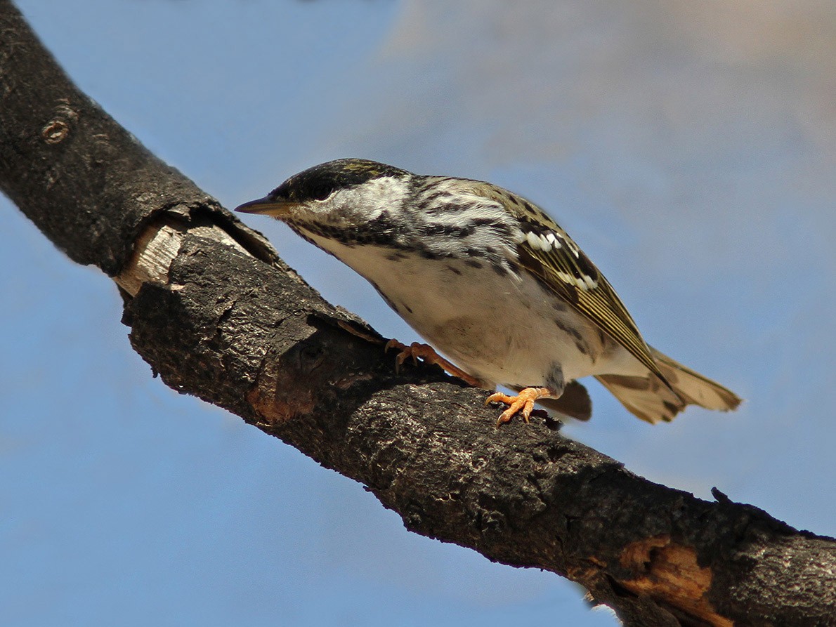 Streifenwaldsänger - ML50721841