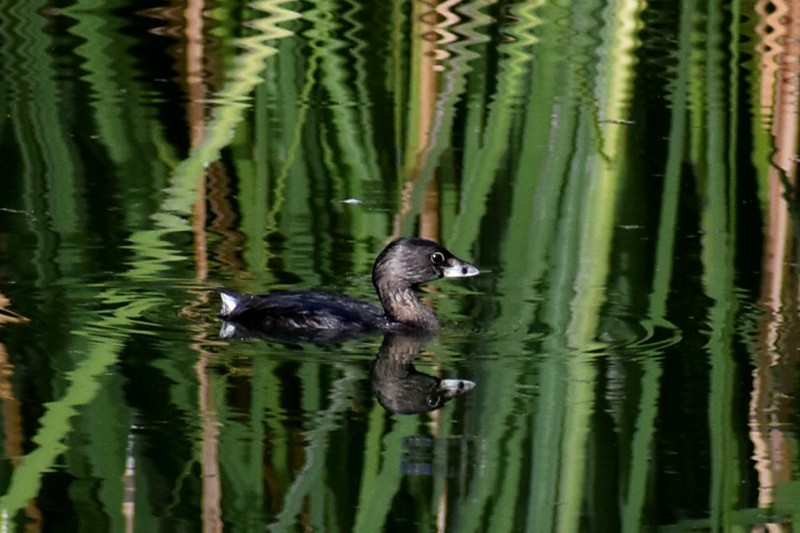 Pied-billed Grebe - ML507218411