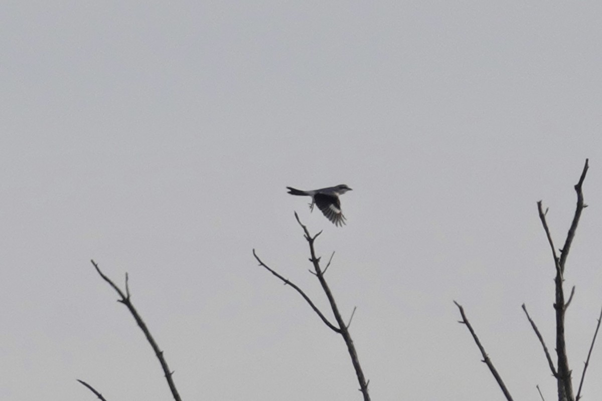 Northern Shrike - ML507221281