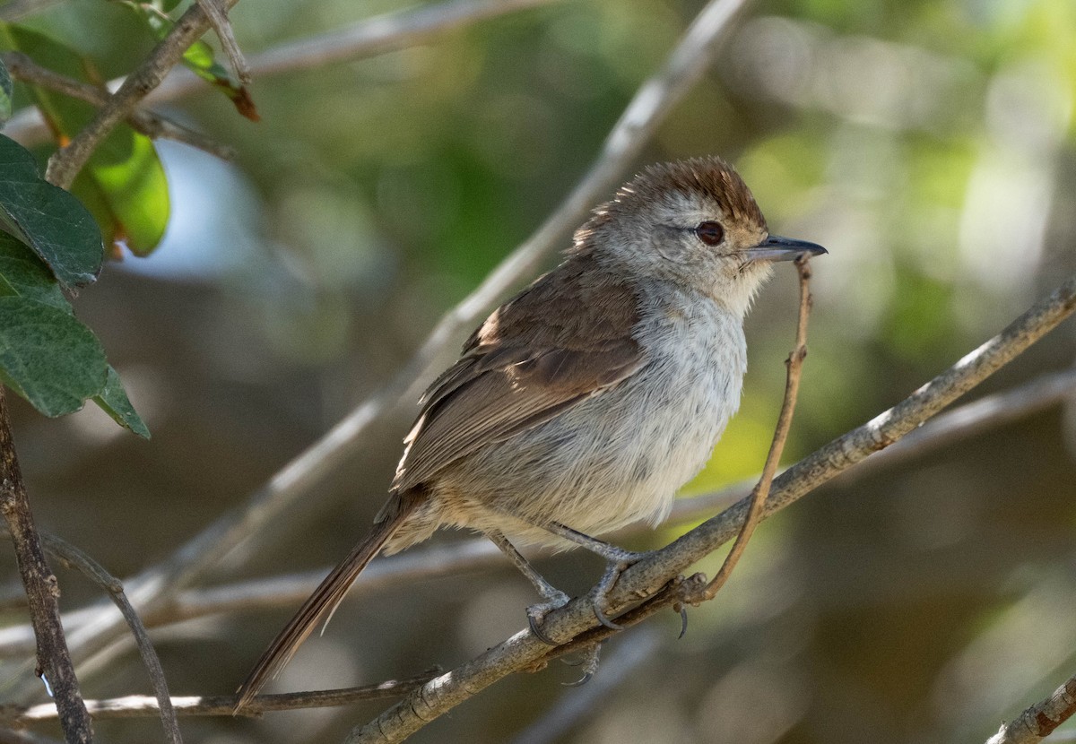 Rufous-capped Antshrike (Southern) - David Provencher