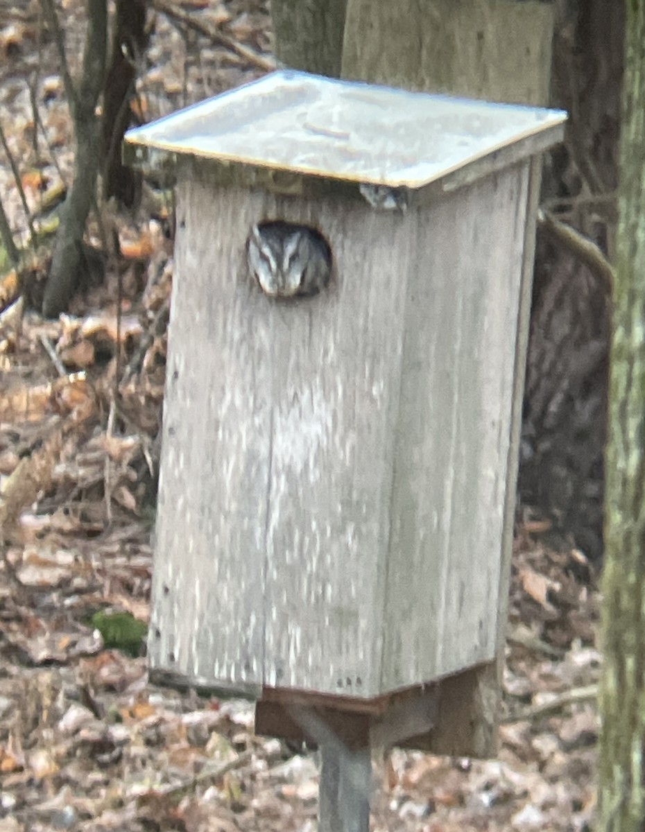 Eastern Screech-Owl - ML507222751