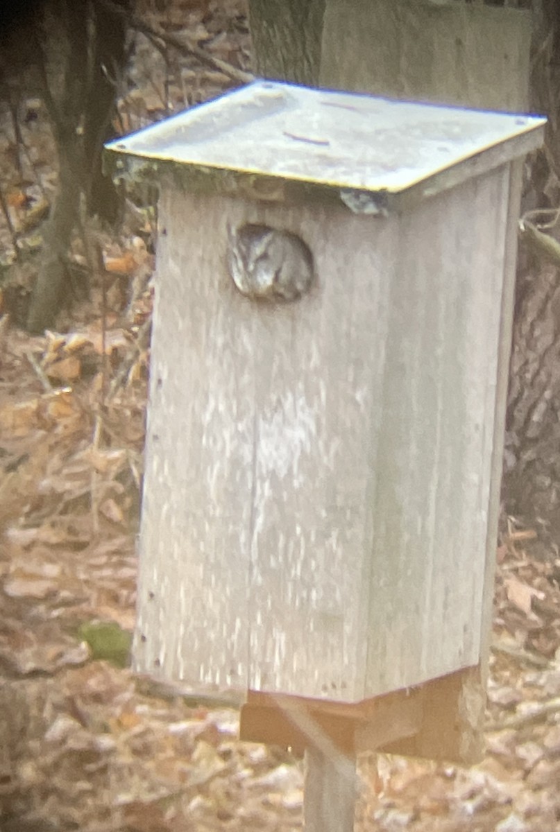 Eastern Screech-Owl - ML507222761