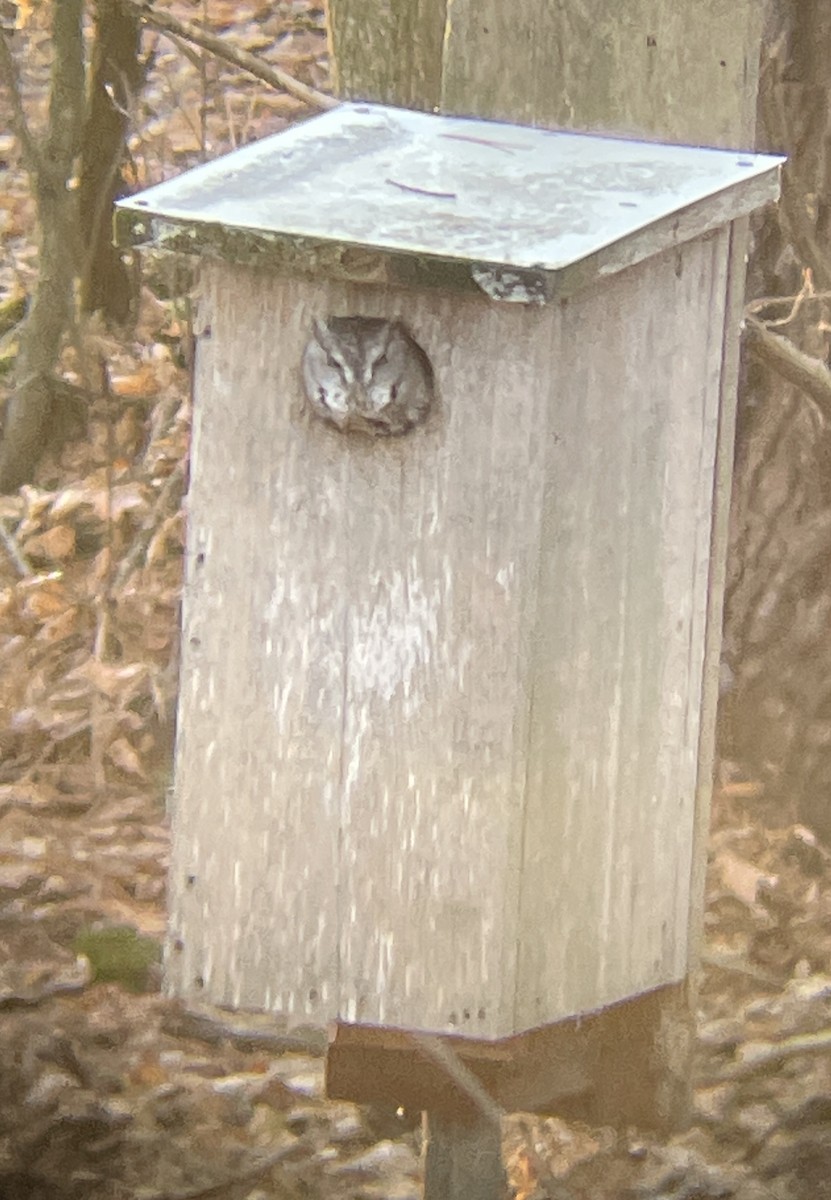 Eastern Screech-Owl - ML507222771