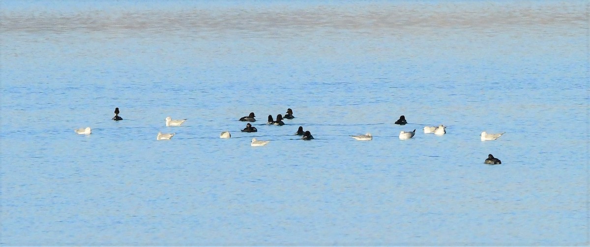 Ring-necked Duck - Gary Warner