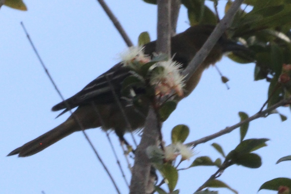 Baltimore Oriole - ML507224041