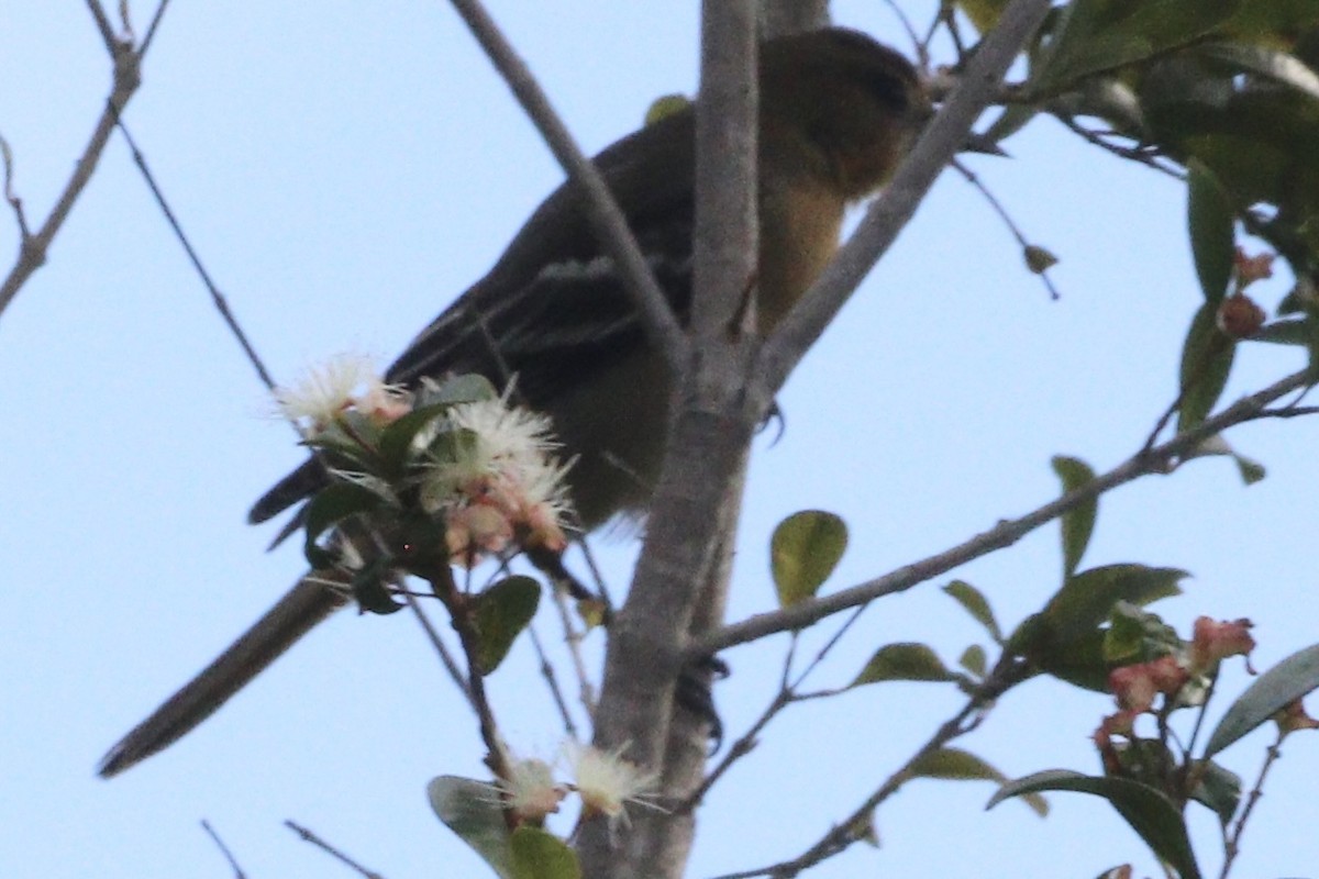Baltimore Oriole - ML507224061