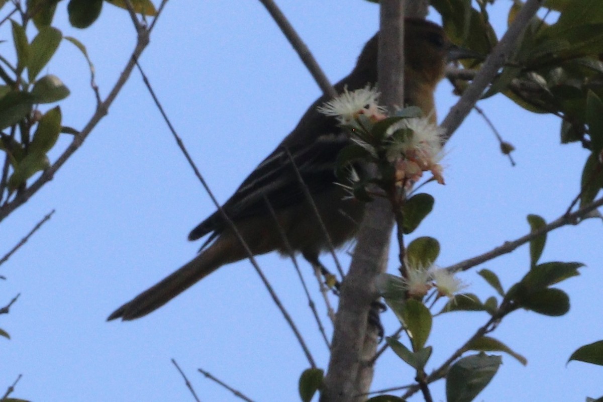 Baltimore Oriole - ML507224071
