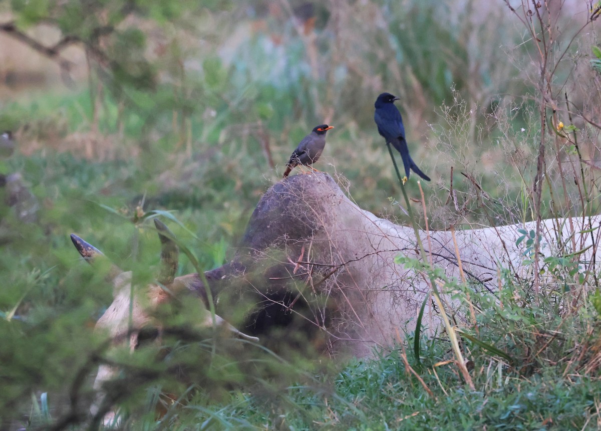 Black Drongo - ML507225821