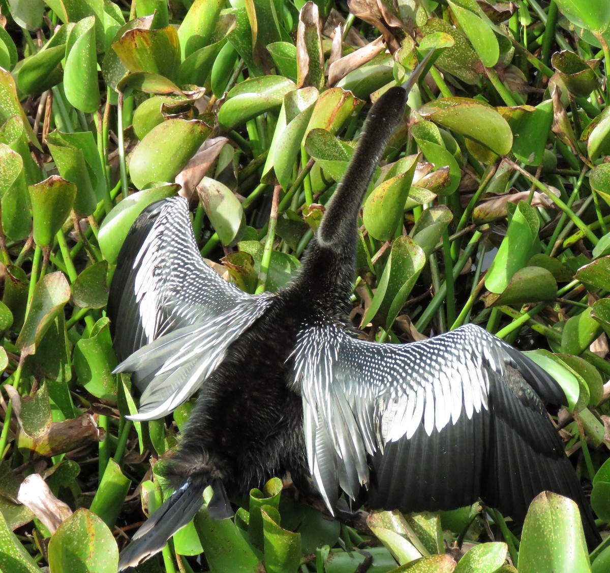 Anhinga - ML507226141