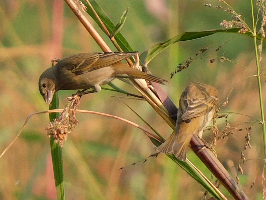 Gray-necked Bunting - ML507226731