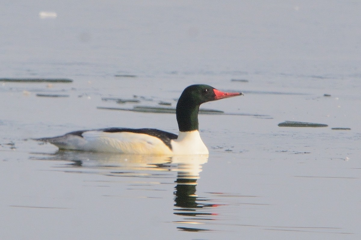 Common Merganser - ML507229381