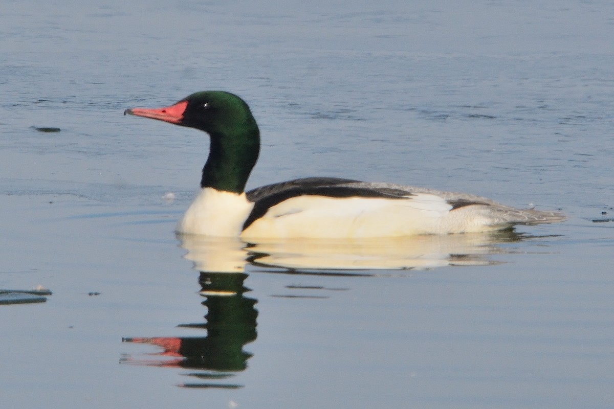 Common Merganser - ML507229431