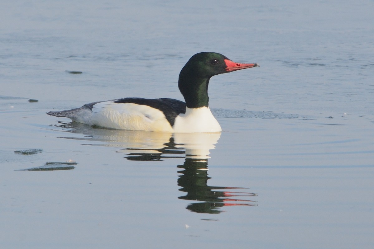 Common Merganser - ML507229451