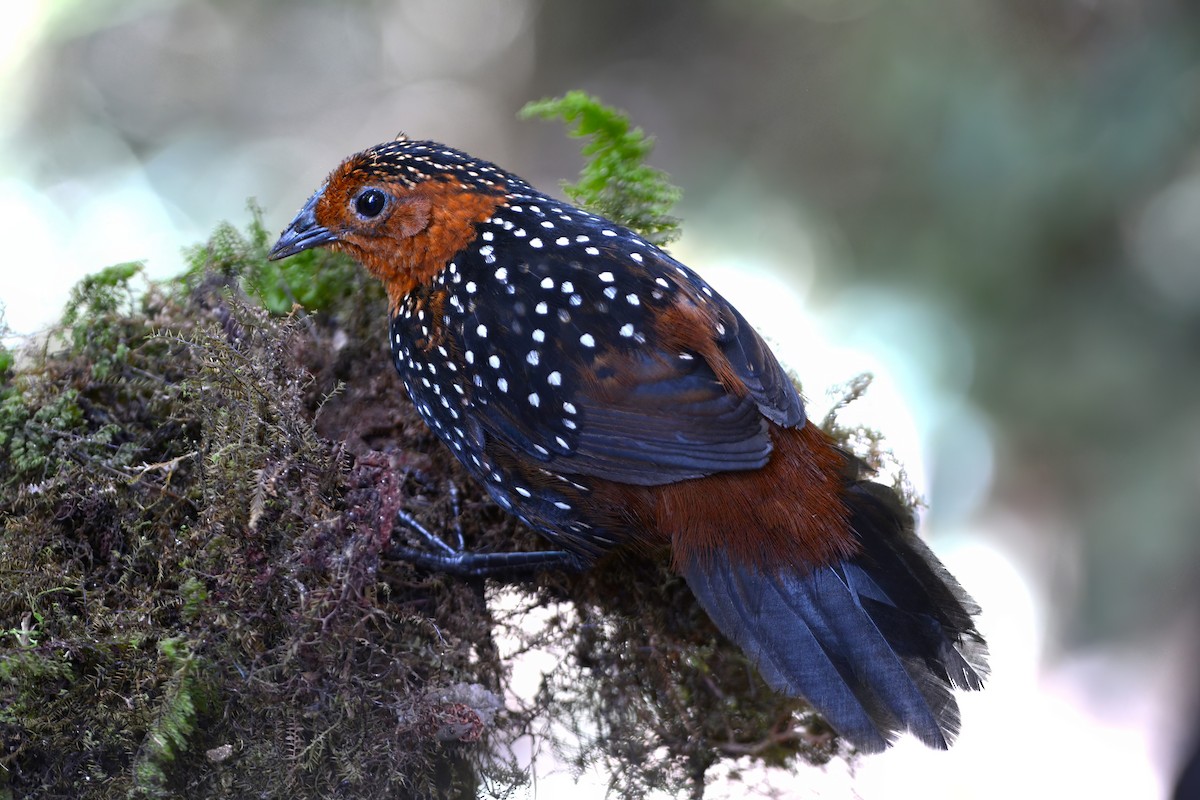 Perlmanteltapaculo - ML507229901