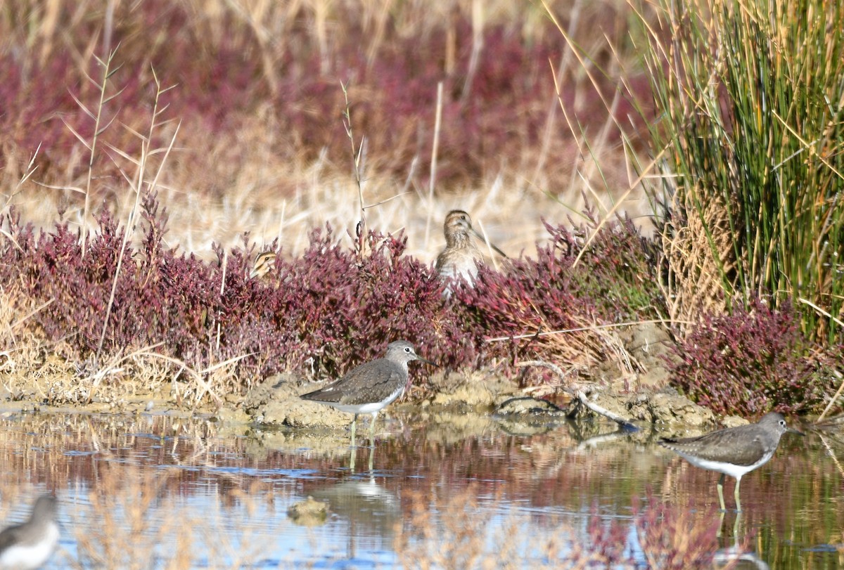 Common Snipe - ML507230381