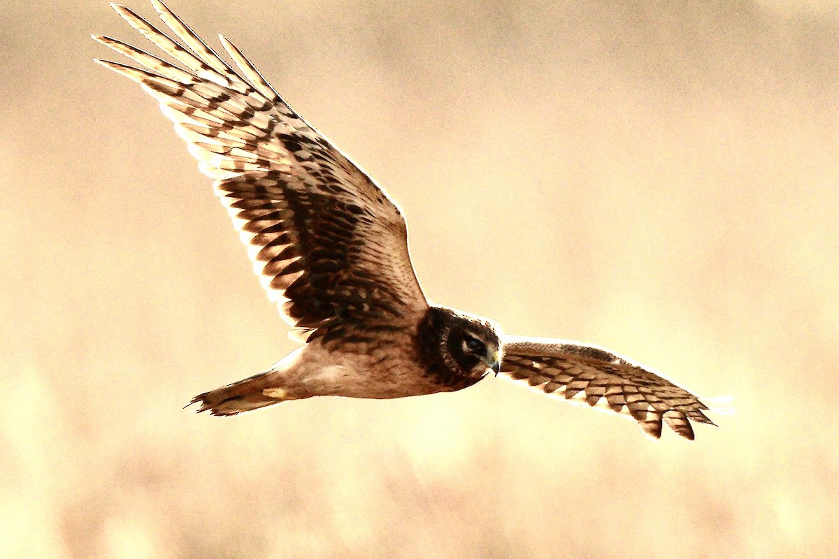 Northern Harrier - ML507231661