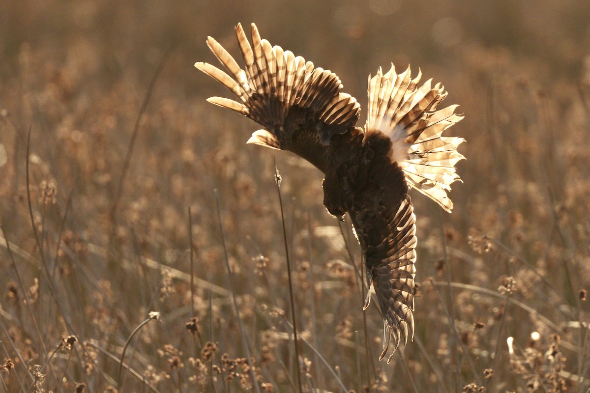 Northern Harrier - Simon Bull