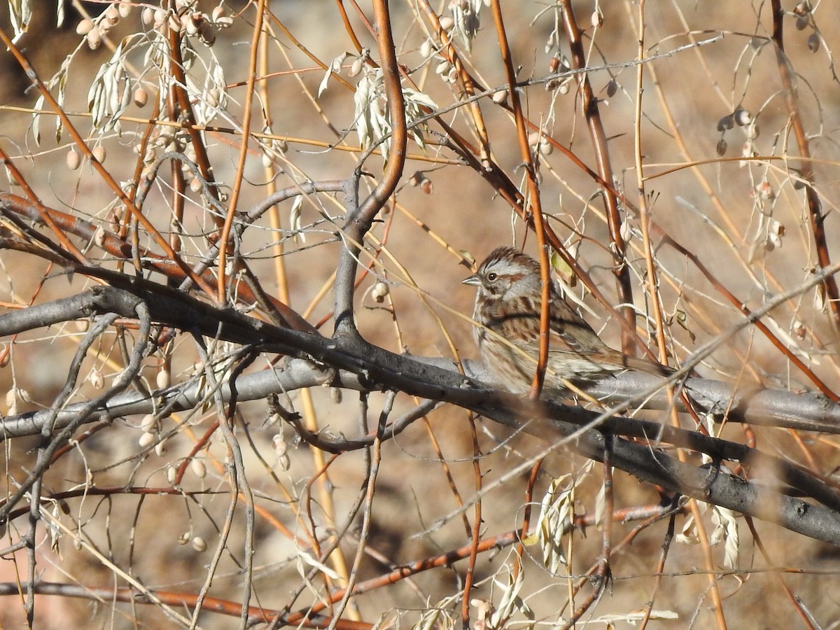 Song Sparrow - ML507232831