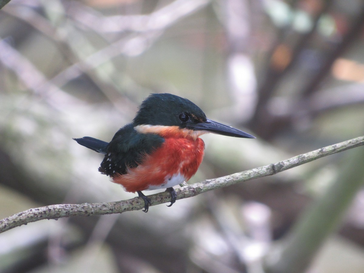 American Pygmy Kingfisher - ML507234031