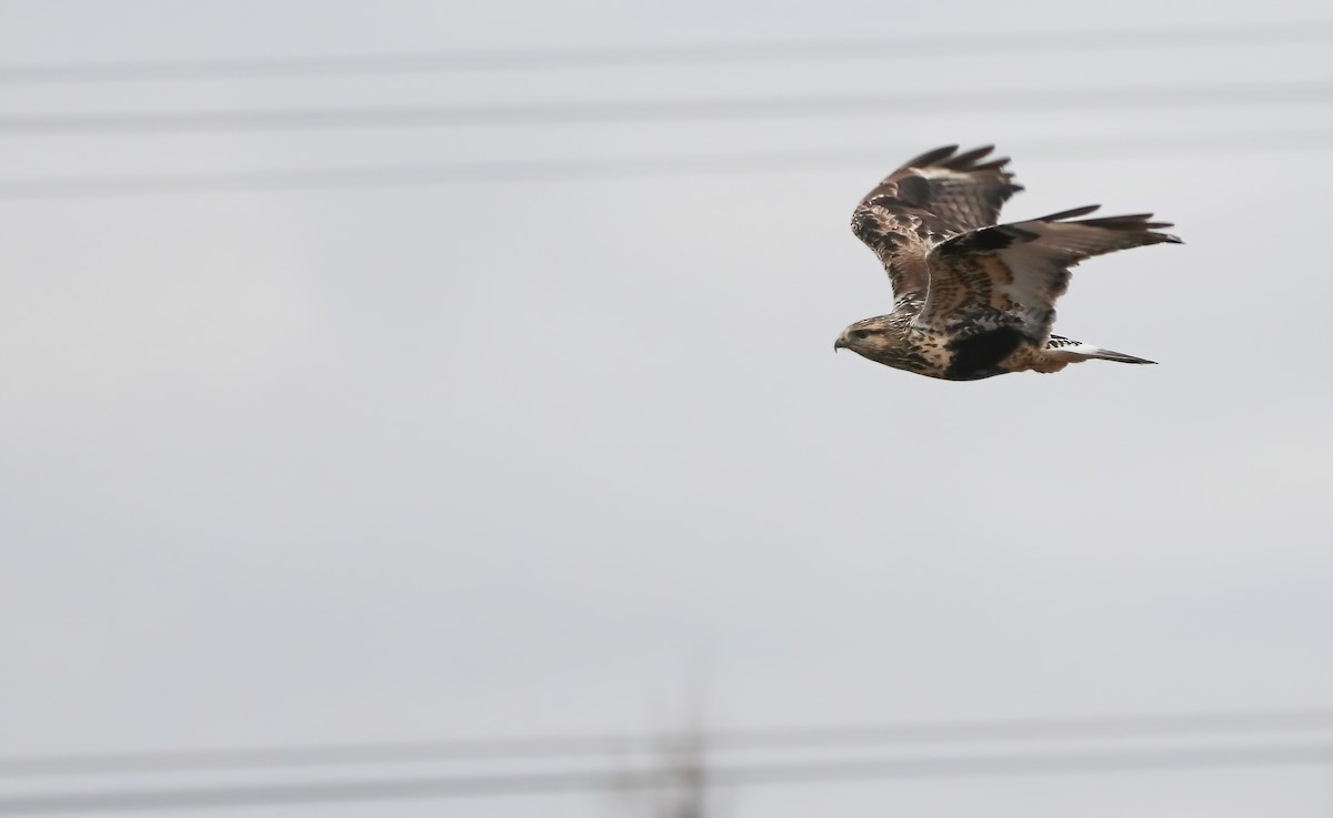 Rough-legged Hawk - ML507234281