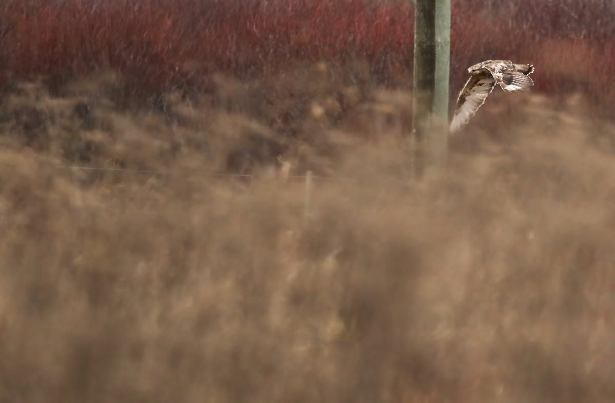 Rough-legged Hawk - cliff utech